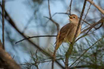 Luscinia megarhynchos