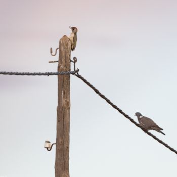 Picus sharpei & Columba palumbus