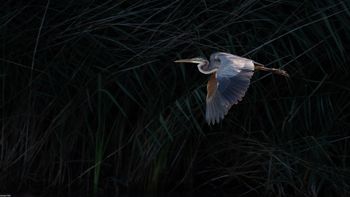 Ardea purpurea