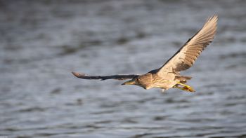 Nycticorax Nycticorax