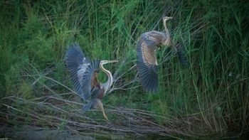 Ardea purpurea