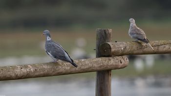 Columba palumbus & Streptopelia decaocto