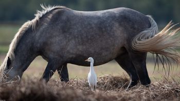 Bubulcus Ibis