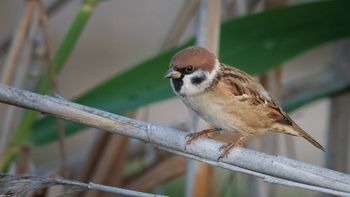 Passer montanus