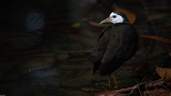 Amaurornis phoenicurus - White-breasted Waterhen 