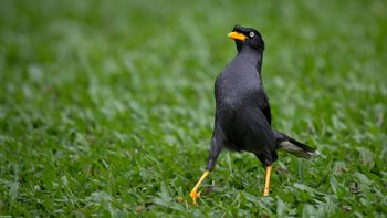 Acridotheres javanicus - Javan Myna