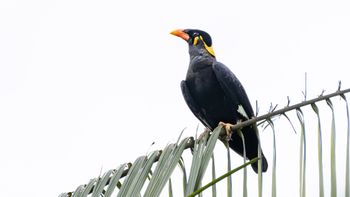 Gracula religiosa - Common Hill Myna