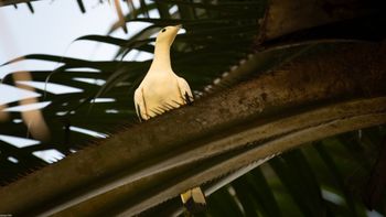 Ducula bicolor - Pied Imperial-Pigeon