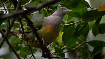 Treron vernans - Pink-necked Green-Pigeon