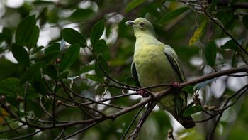 Treron vernans - Pink-necked Green-Pigeon fem.