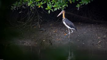 Leptoptilos javanicus - Lesser Adjutant 