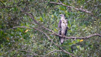 Icthyophaga leucogaster - White-bellied Sea-Eagle