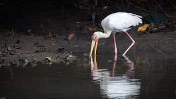 Mycteria cinerea - Milky Stork