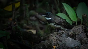 Rhipidura javanica - Malaysian Pied-Fantail