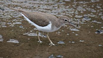 Actitis hypoleucos - Common Sandpiper