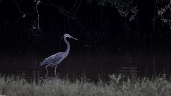 Ardea sumatrana - Great-billed Heron