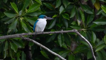 Todiramphus chloris - Collared Kingfisher