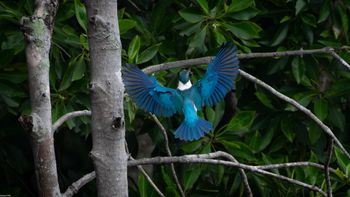 Todiramphus chloris - Collared Kingfisher