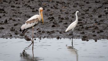 Mycteria leucocphala - Painted Stork