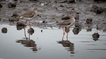 Tringa totanus - Common Redshank