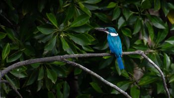 Todiramphus chloris - Collared Kingfisher