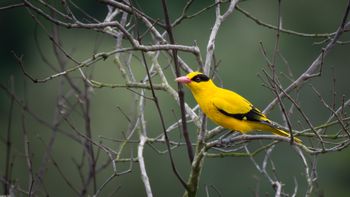 Oriolus chinensis - Black-naped Oriole