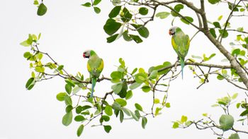 Psittacula alexandri - Red-breasted Parakeet