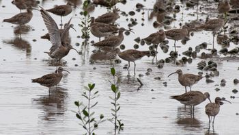 Numenius phaeopus - Whimbrel