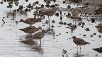 Pluvialis fulva - Pacific Golden-Plover