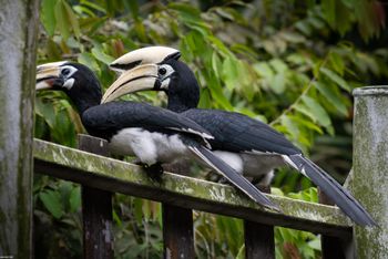 Anthracoceros albirostris - Oriental Pied-Hornbill