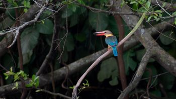 Pelargopsis capensis - Stork-billed Kingfisher