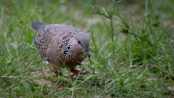 Spilopelia chinensis - Spotted Dove