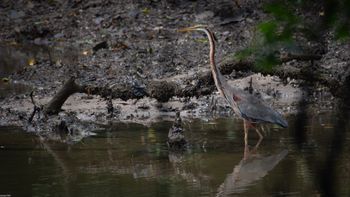 Ardea purpurea - Purple Heron