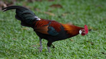 Gallus gallus - Red Junglefowl