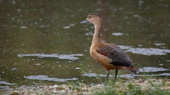 Dendrocygna javanica - Lesser Whisling-Duck