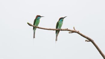 Merops viridis - Blue-throated Bee-eater