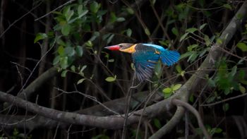 Pelargopsis capensis - Stork-billed Kingfisher