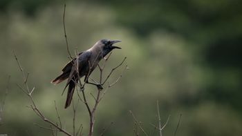 Corvus splendens - House Crow