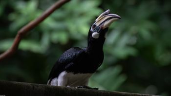 Anthracoceros albirostris - Oriental Pied-Hornbill