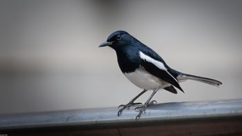 Copsychus saularis - Oriental Magpie-Robin