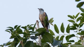 Cacomantis merulinus - Plaintive Cuckoo