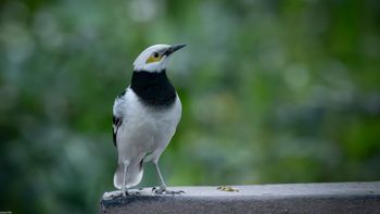 Gracupica nigricollis - Black-collared Starling