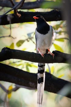 Urocissa erythroryncha - Red-billed Blue-Magpie