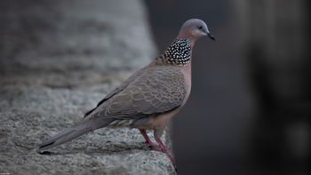 Spilopelia chinensis - Spotted Dove