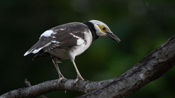 Gracupica nigricollis - Black-collared Starling