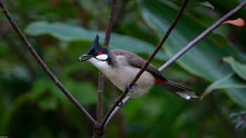 Pycnonotus jocosus - Red-whiskered Bulbul