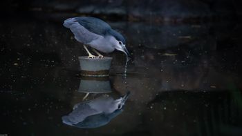 Nycticorax nycticorax - Black-crowned Night Heron