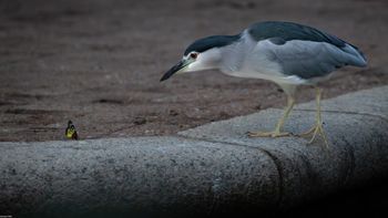 Nycticorax nycticorax - Black-crowned Night Heron