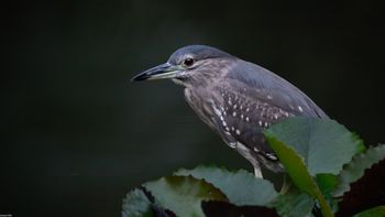 Nycticorax nycticorax - Black-crowned Night Heron