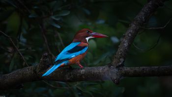 Halcyon smyrnensis - White-throated Kingfisher